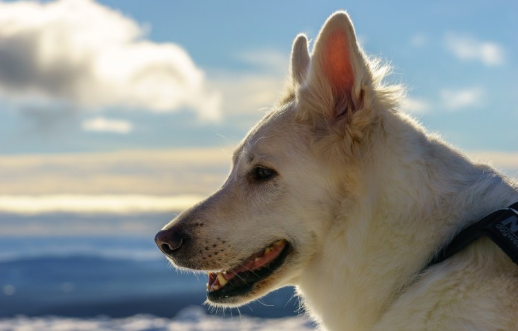 Собачья морда в профиль