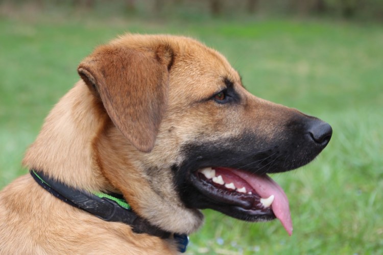 Морда собаки боком