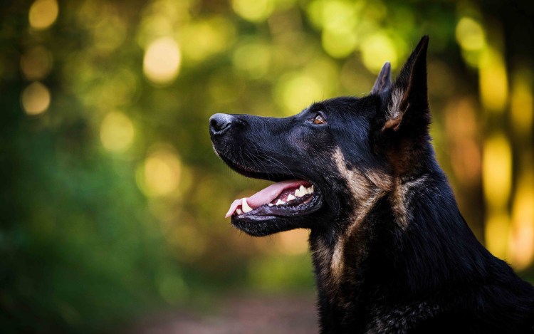 Собака немецкая овчарка