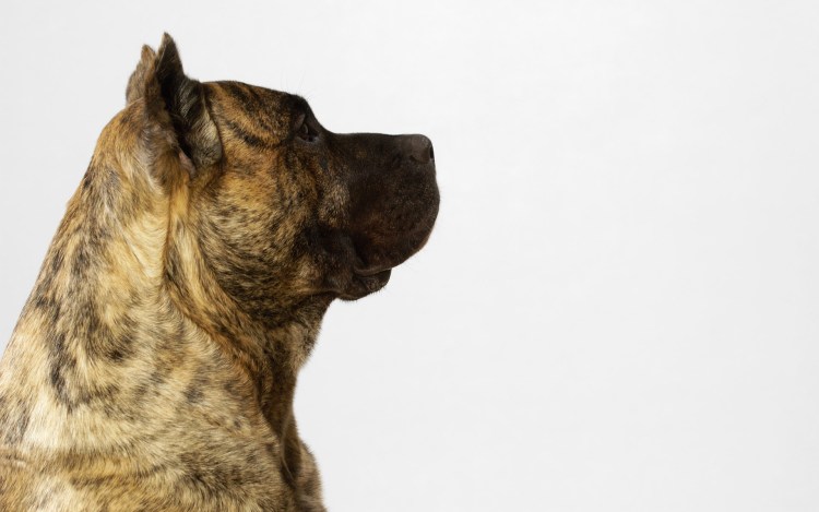 Собака в профиль