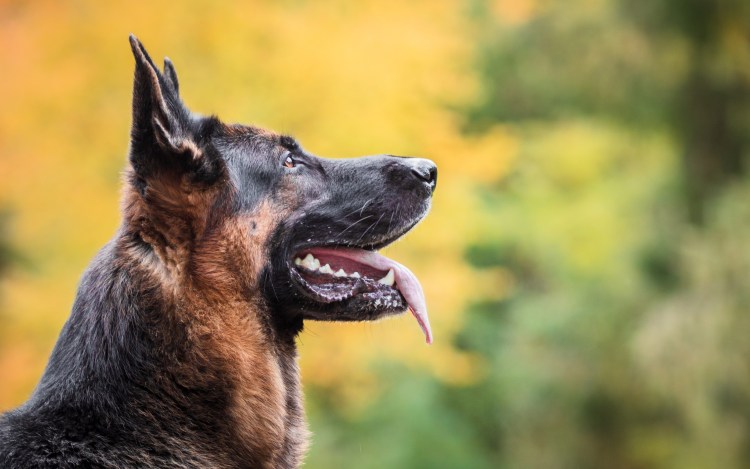 Немецкая овчарка