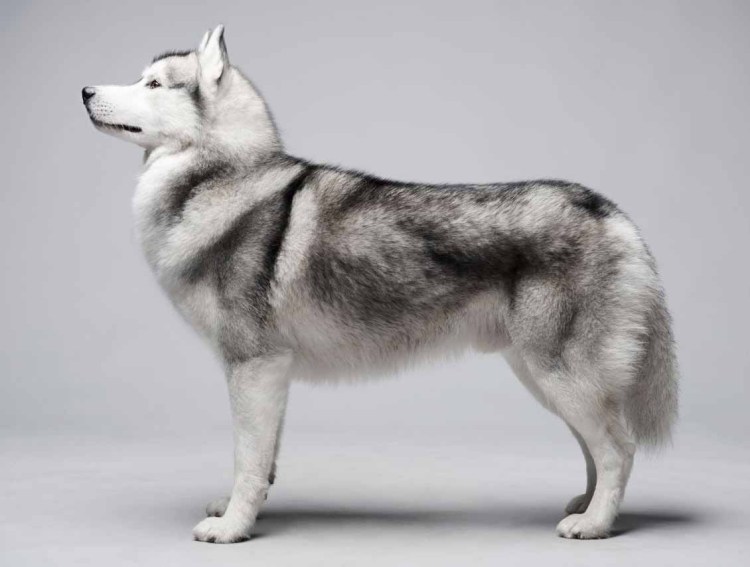 Сибирский хаски в стойке