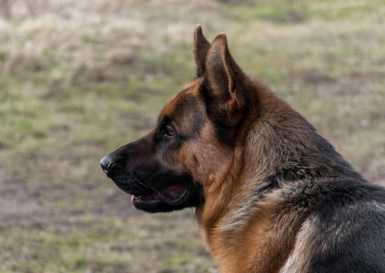 Собака немецкая овчарка сбоку
