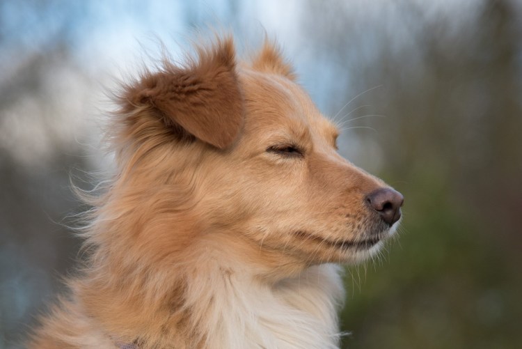 Собака с рыжей мордочкой