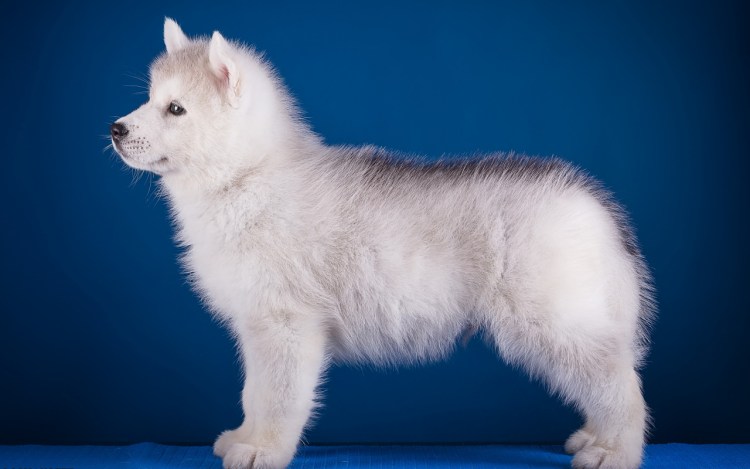 Щенок хаски сбоку