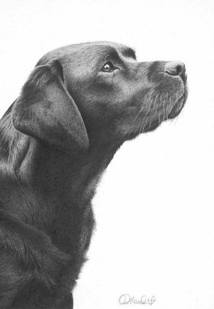 Собака лабрадор чёрно белая