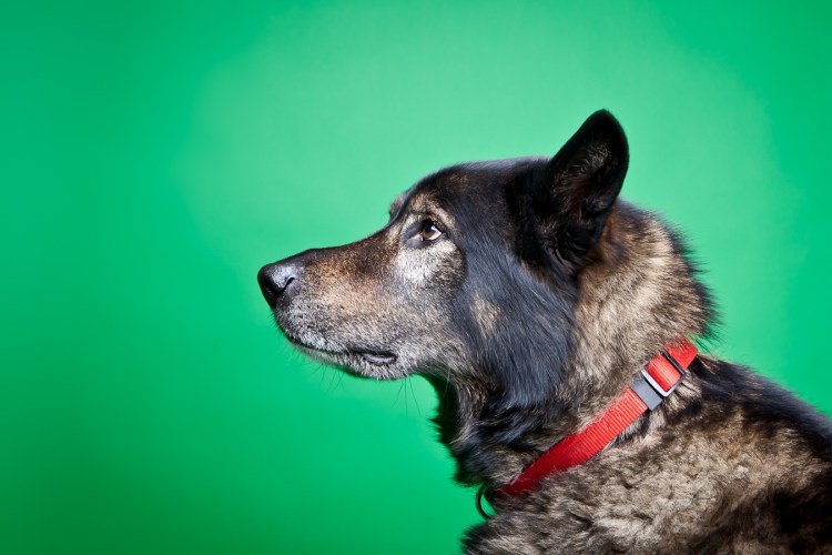 Морда собаки в профиль