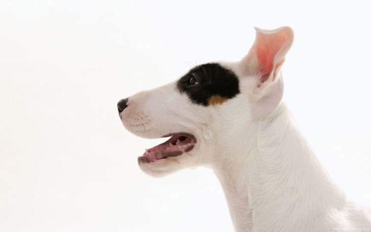 Белая собака с черными глазами