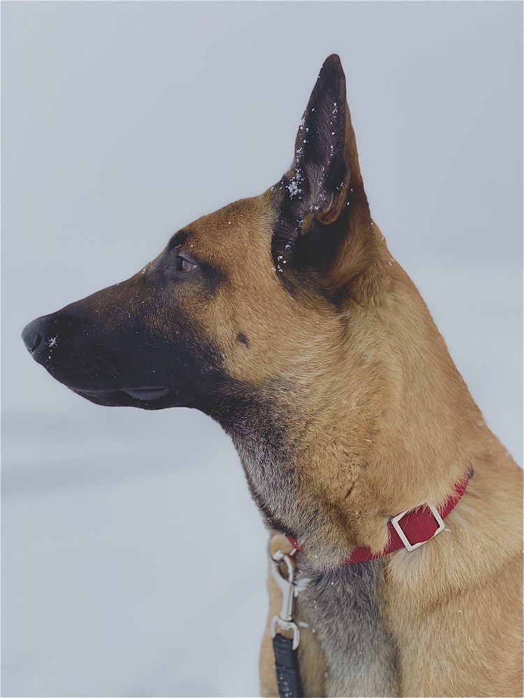 Малинуа в профиль