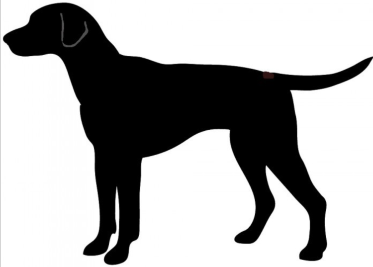 Тень собаки