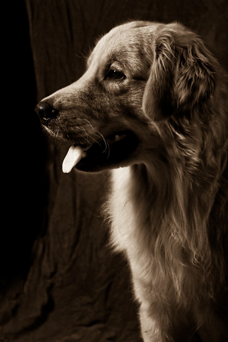 Собака в профиль