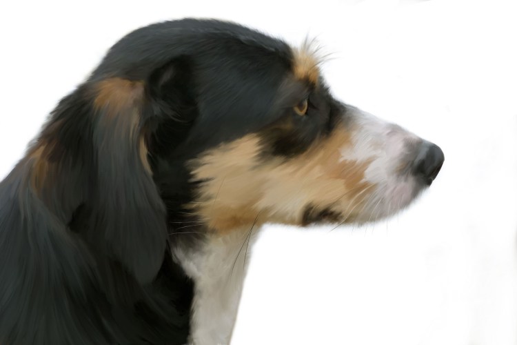 Голова собаки в профиль