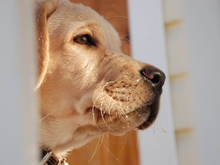 Морда собаки в профиль