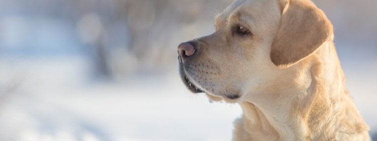 Щенок лабрадора профиль