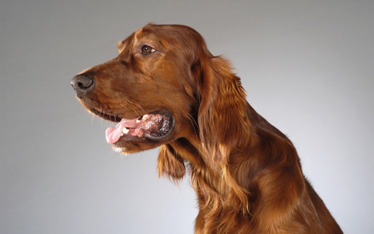 Английский кокер спаниель в профиль
