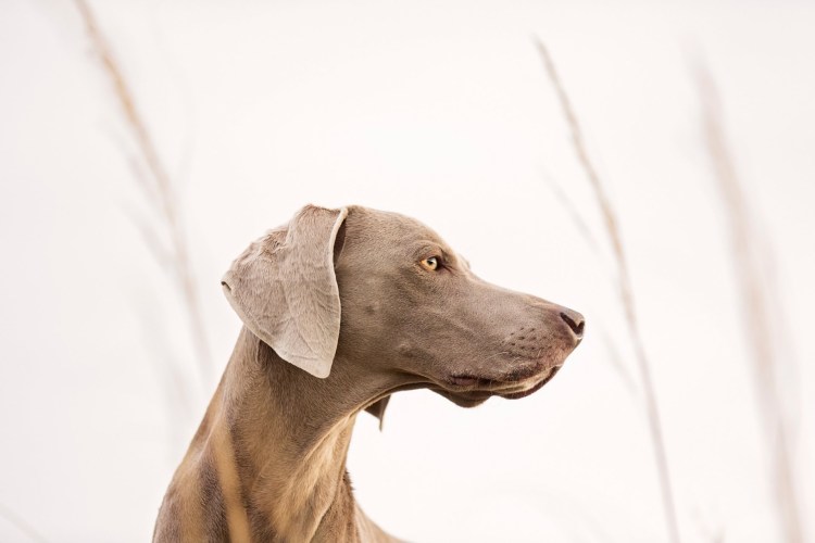 Собачья морда в профиль