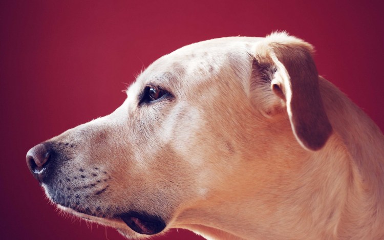 Лабрадор ретривер профиль