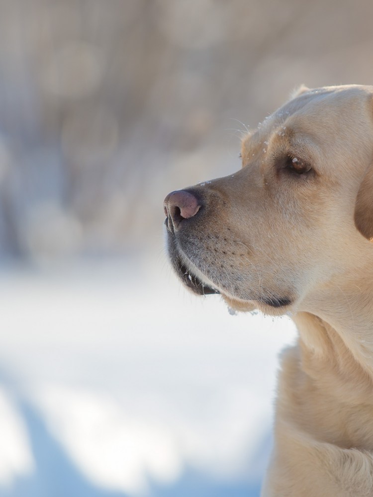 Пес лабрадор