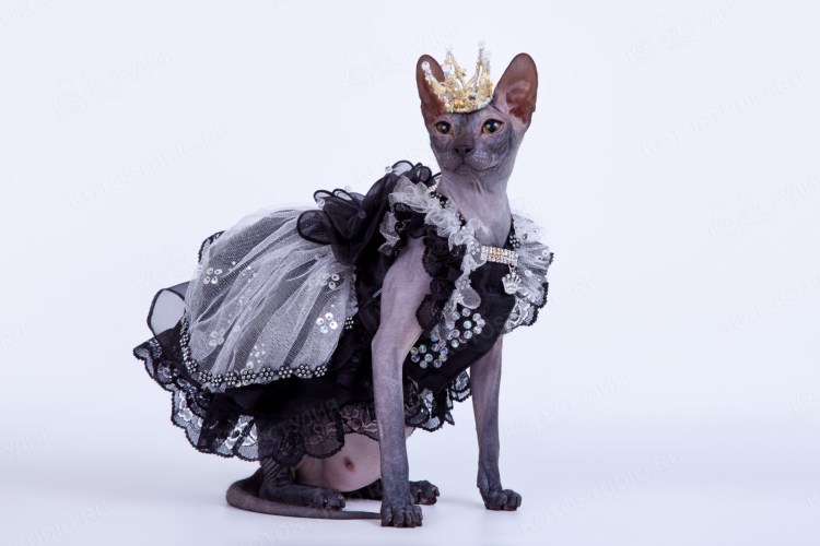 Коты живопись Сьюзен Херберт