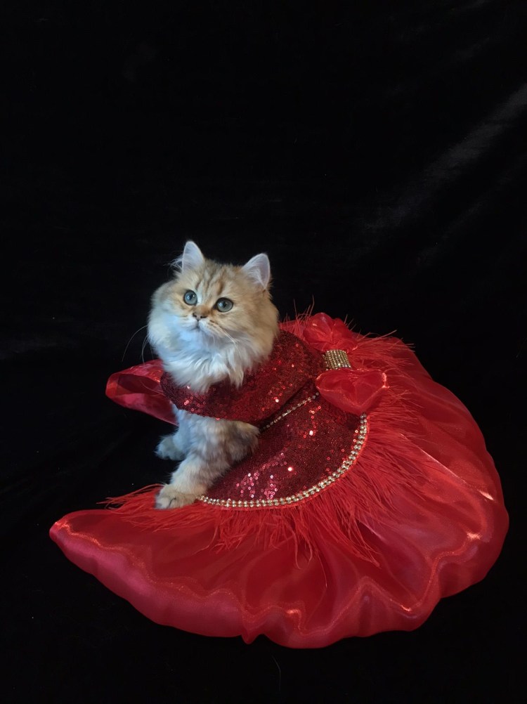 Вязаные вещи для кошек