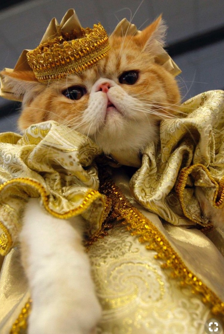 Наряды для котят