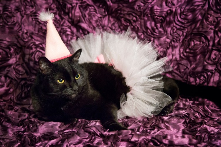 Одежда для кошек платья