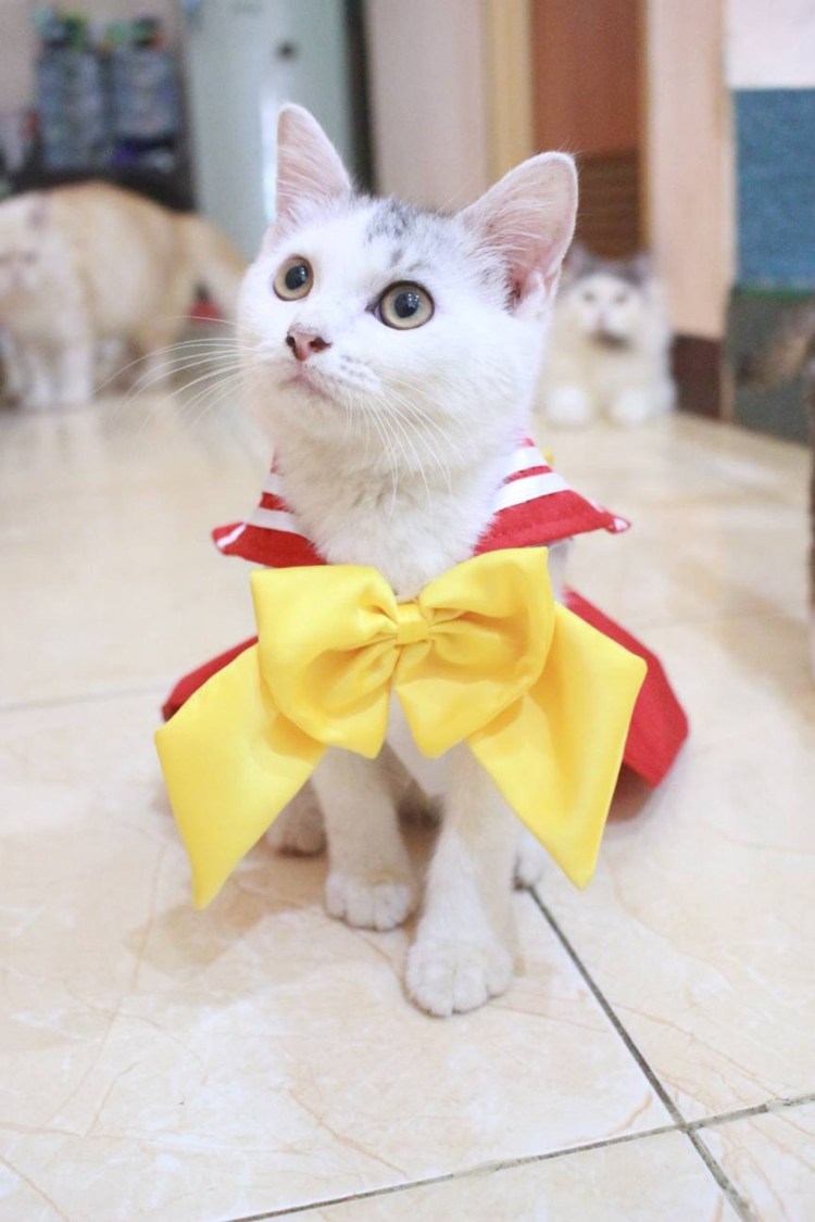 Сфинкс в платье