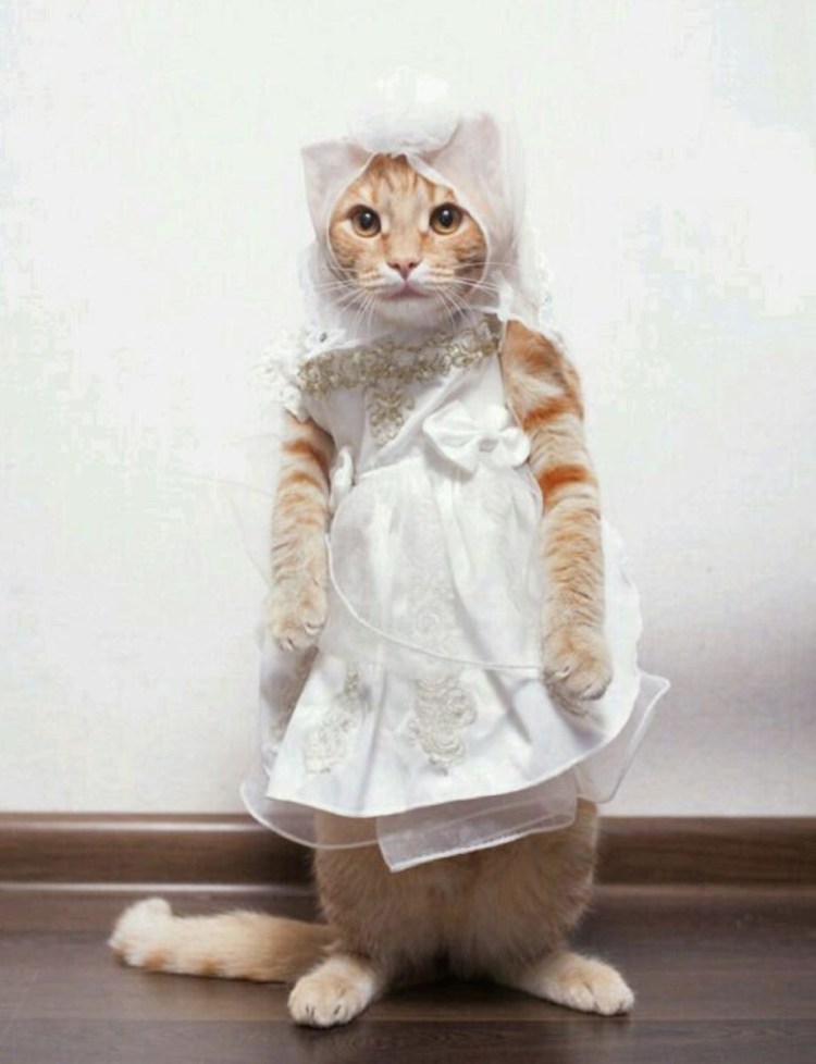 Кошка в свадебном платье
