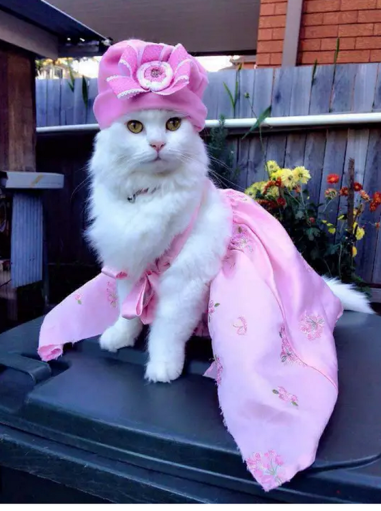 Котята в одежде