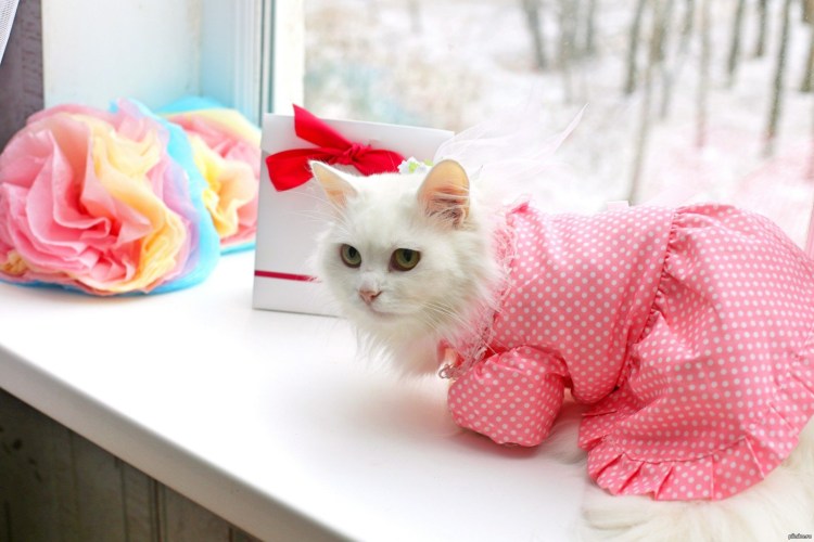 Котенок в розовом платье