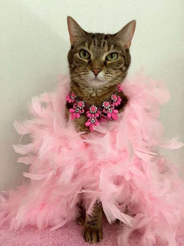 Кошечка в платье