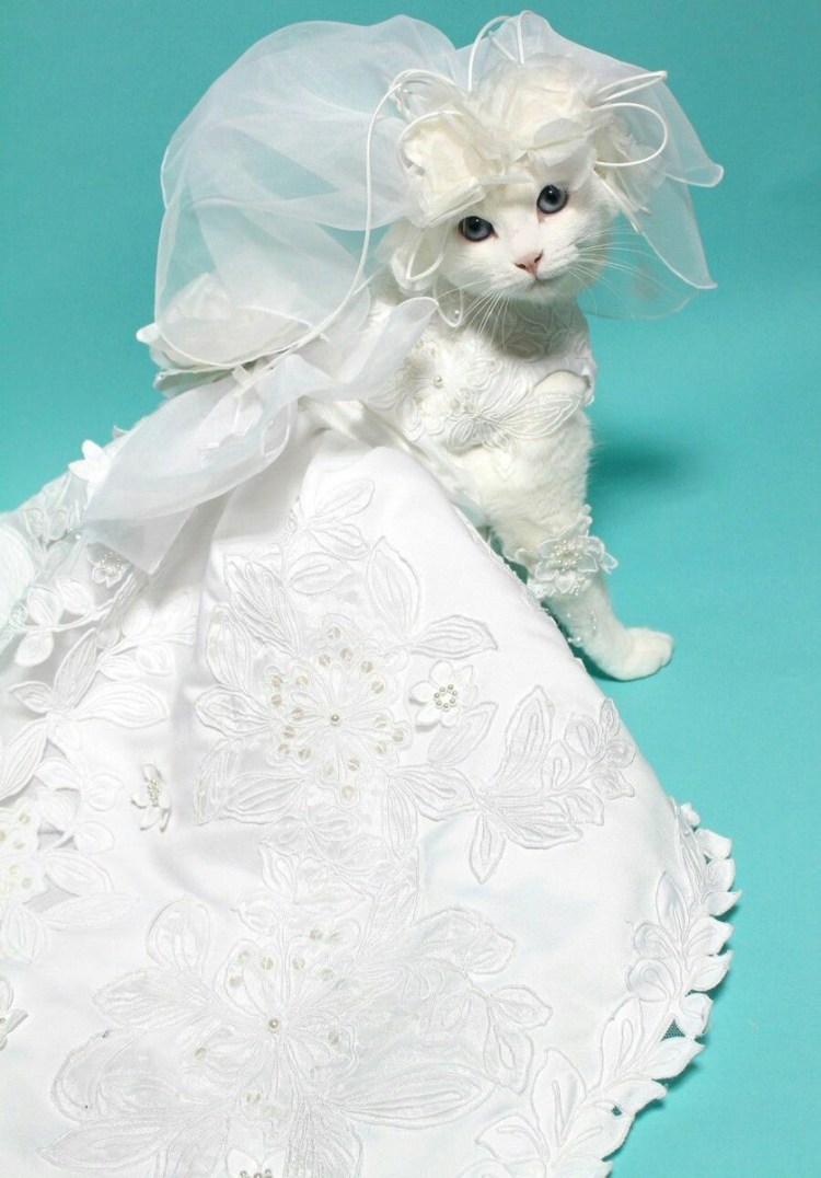 Кошачьи пародии Сьюзен Херберт