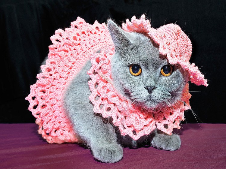 Кошка в свадебном платье