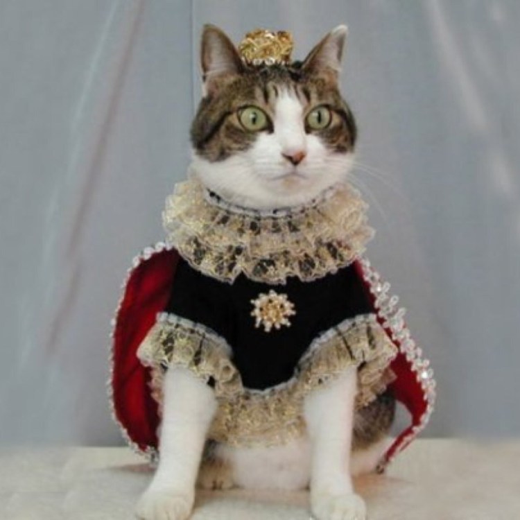 Кошка в платье картина