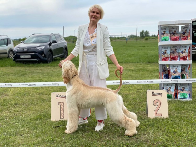 Котопёс порода собак