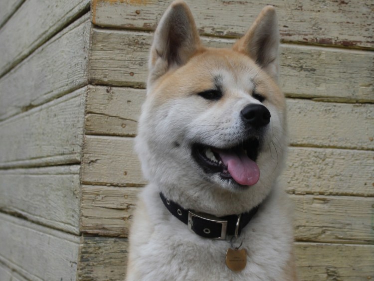 Самые маленькие собачки в мире