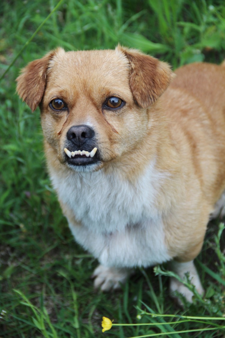 Необычные собаки мира