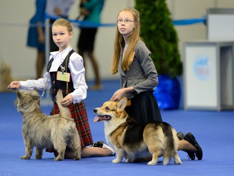 Собака порода Нью Йорк