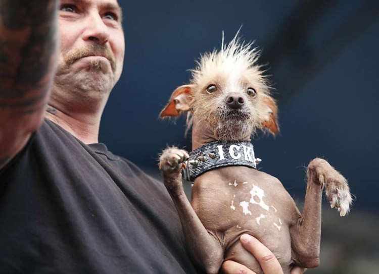 На выставке собак