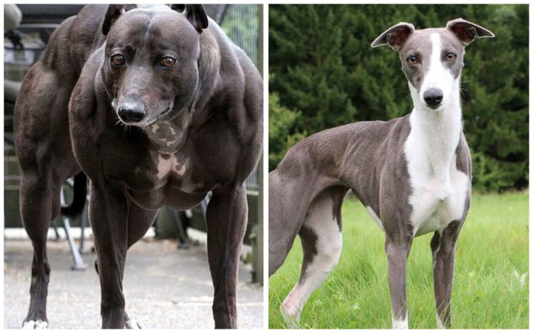 Шведская порода собак Вольво