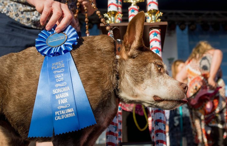 Самая уродливая собака в мире 2019