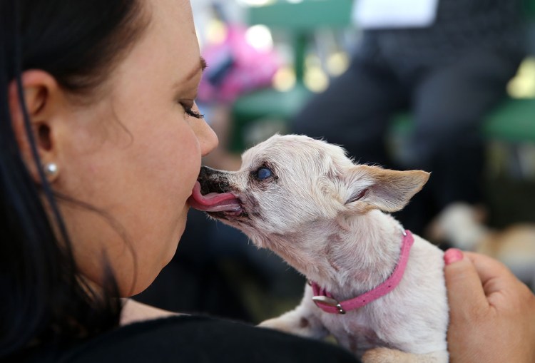 Китайская хохлатая уродливая