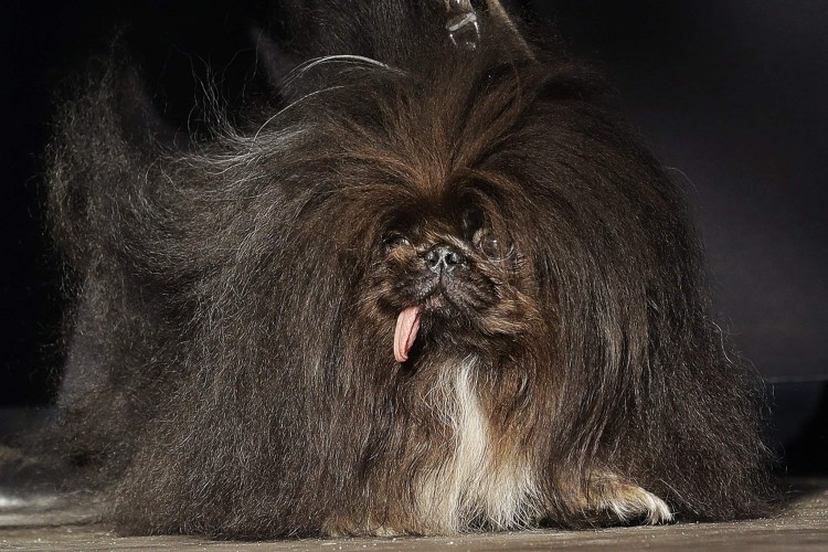 Страшные маленькие собаки