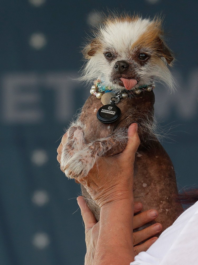 Классы собак на выставке