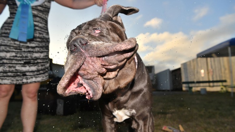 Китайская хохлатая Сэм