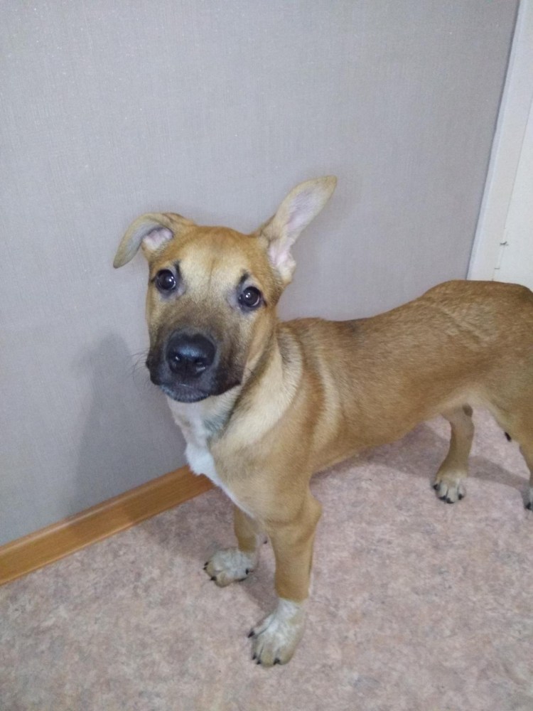 Метис овчарка стафф