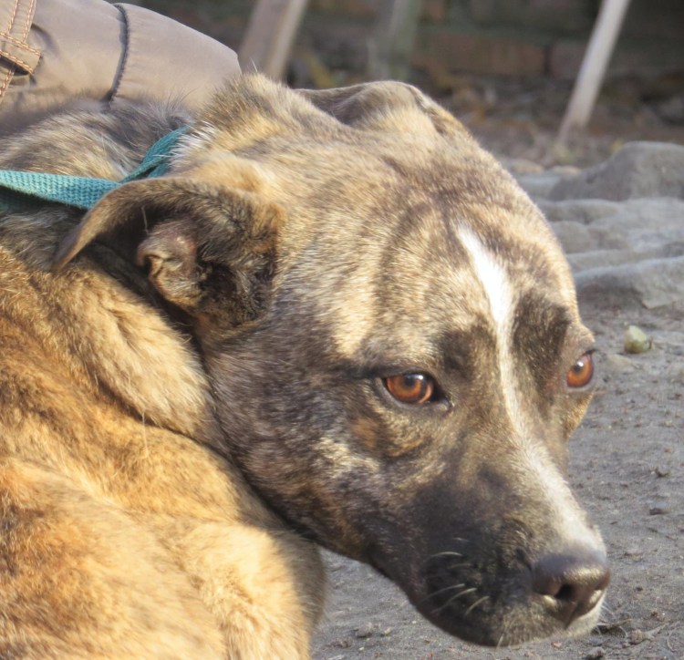 Метис овчарка стафф