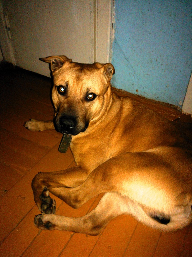 Стаффордширский терьер метис