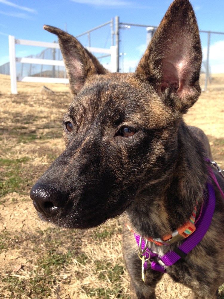 Питбуль алабай волкособ