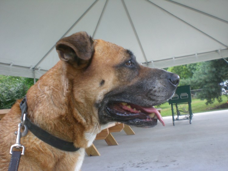 Метис овчарки и бультерьера фото